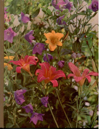 Image of The TIME-LIFE ENCYCLOPEDIA OF GARDENING Perennials